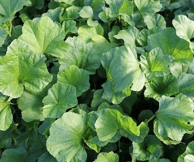 아욱국 아욱된장국 건새우와궁합 건강식 채소요리 집밥 레시피 국물요리 한식 요리법 