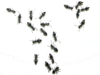 개미를 죽이는 꿈 해몽 꿈해석 의미 풀이