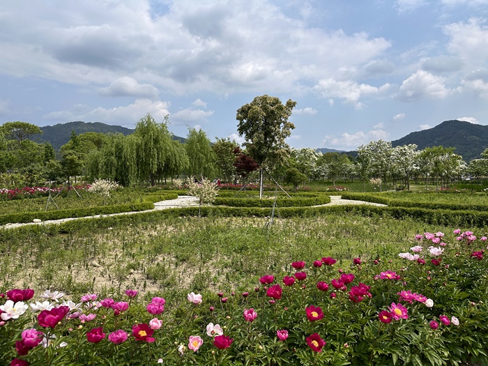 거창-창포원-5월-봄-가볼만한곳-작약