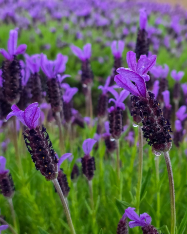 2025 퍼플섬 라벤더 축제
