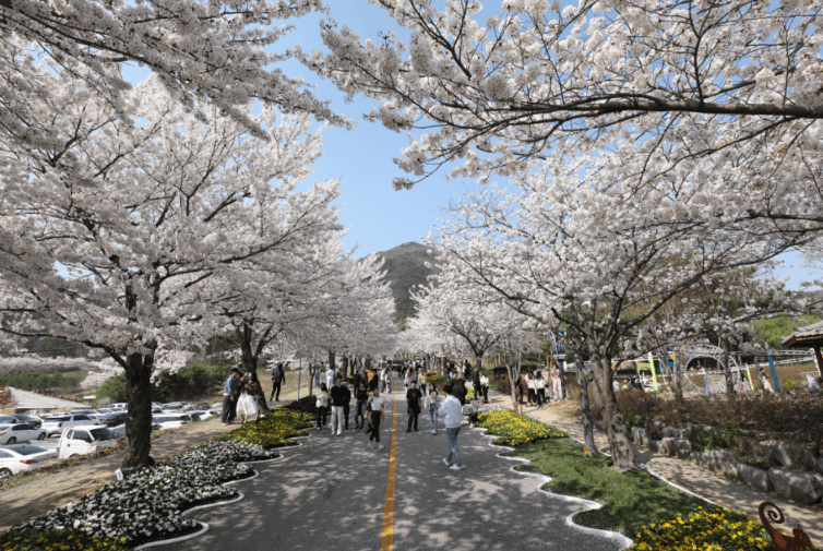 고창벚꽃축제! 기다렸나봄~ 핑크빛 설렘 가득한 여행