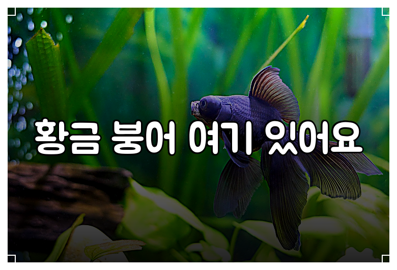 황금 붕어 여기 있어요