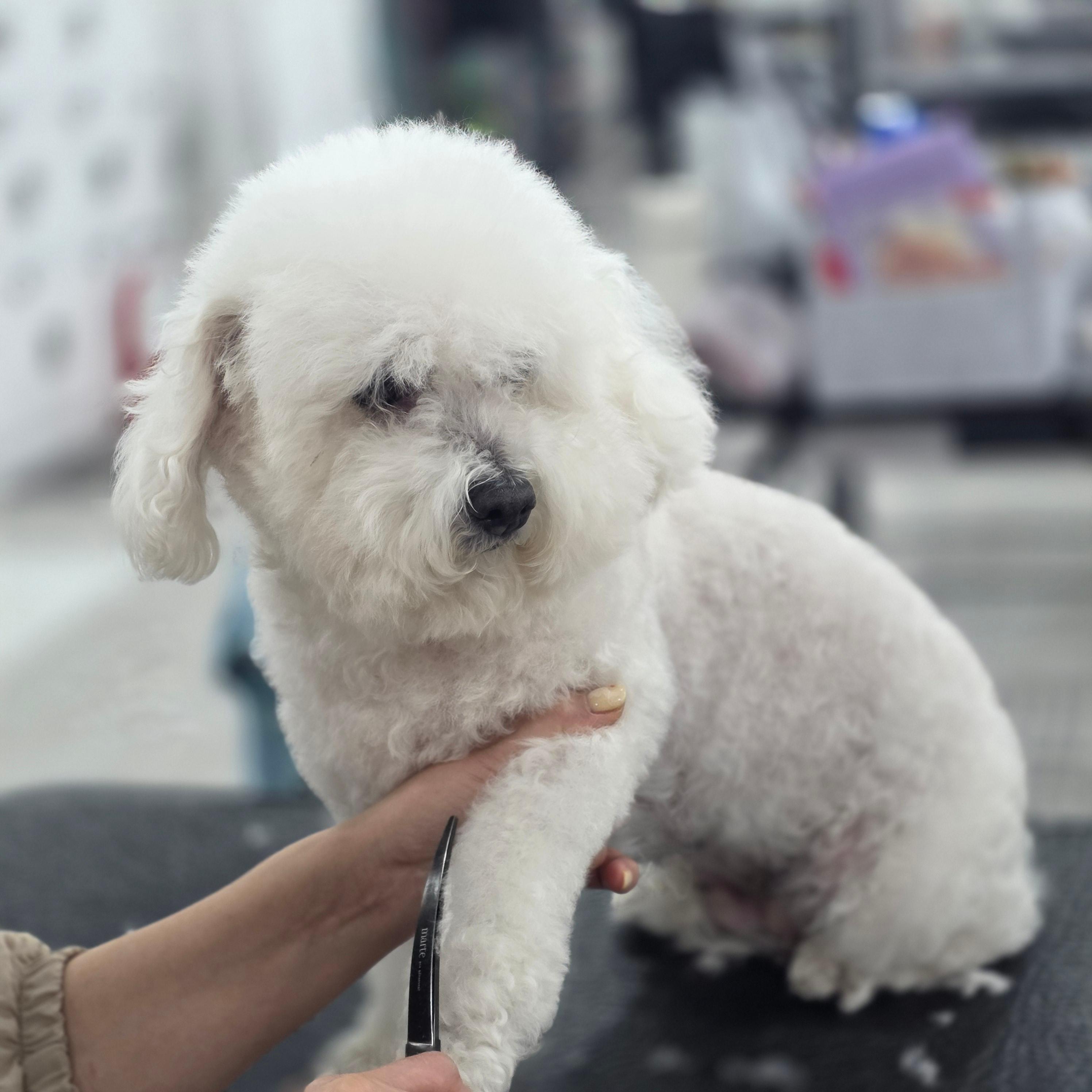 일산애견미용학원 국비지원