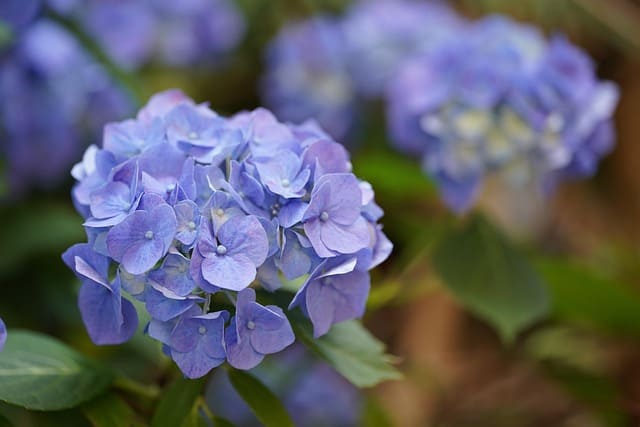 장생포 수국축제 관련 이미지