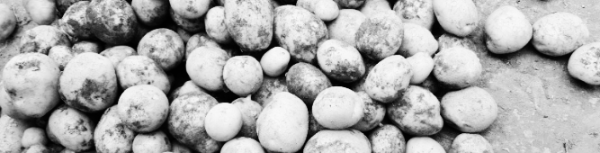 6월 하순 ~ 7월 초