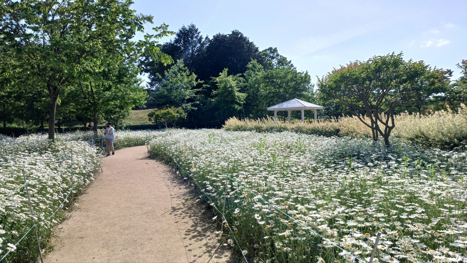 함안 악양생태공원 샤스타데이지8
