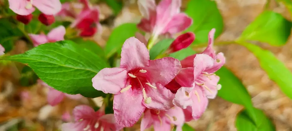 국립세종수목원-입장료-무료입장-할인-대상자-운영시간