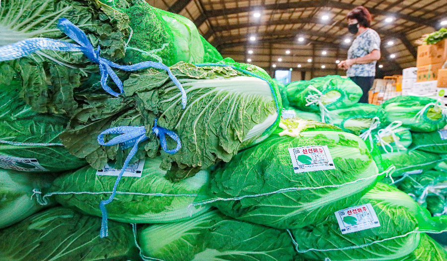 배추대용 채소가격의 고공행진