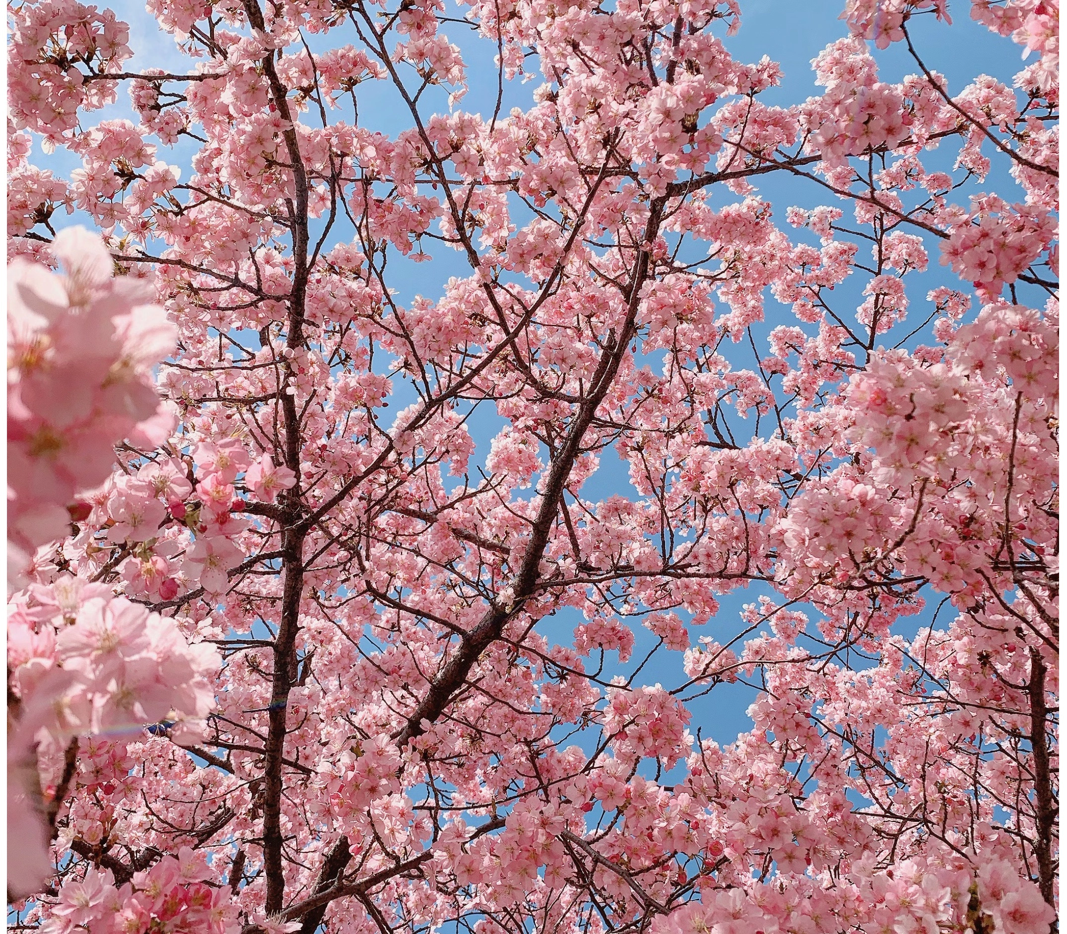 화개장터 벚꽃축제 일정