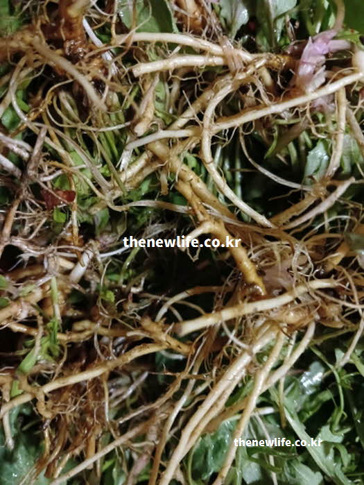 씀바귀 효능 피로 해소 알리파틱