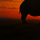 긴긴밤 &ndash; 루리&amp;#44; 어른과 아이 모두를 위한 동화