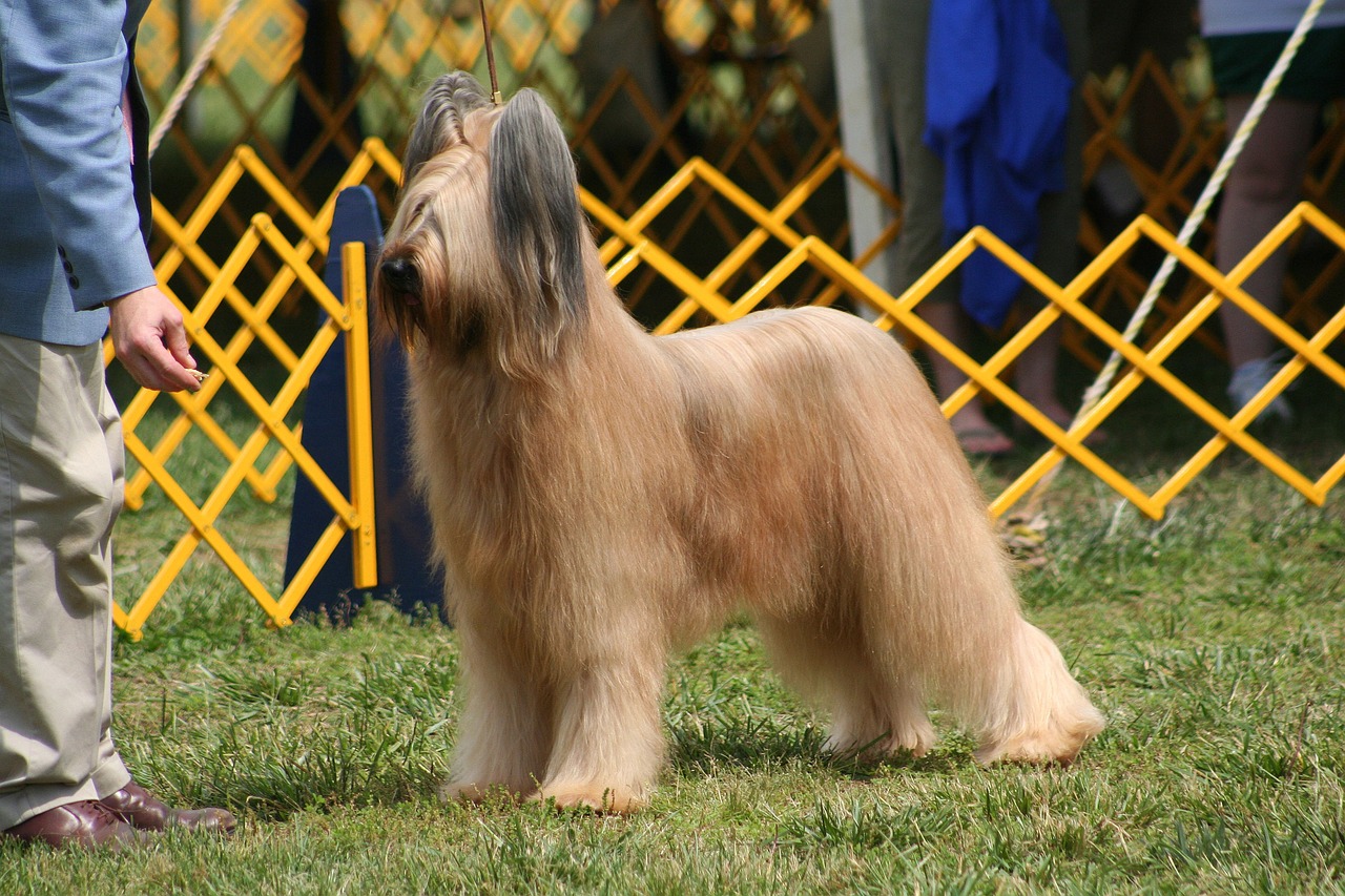 브리아드(Briard)4