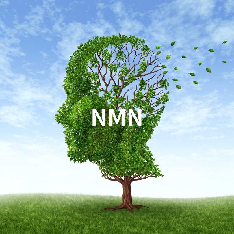 치매 예방 영양제 완전 가이드