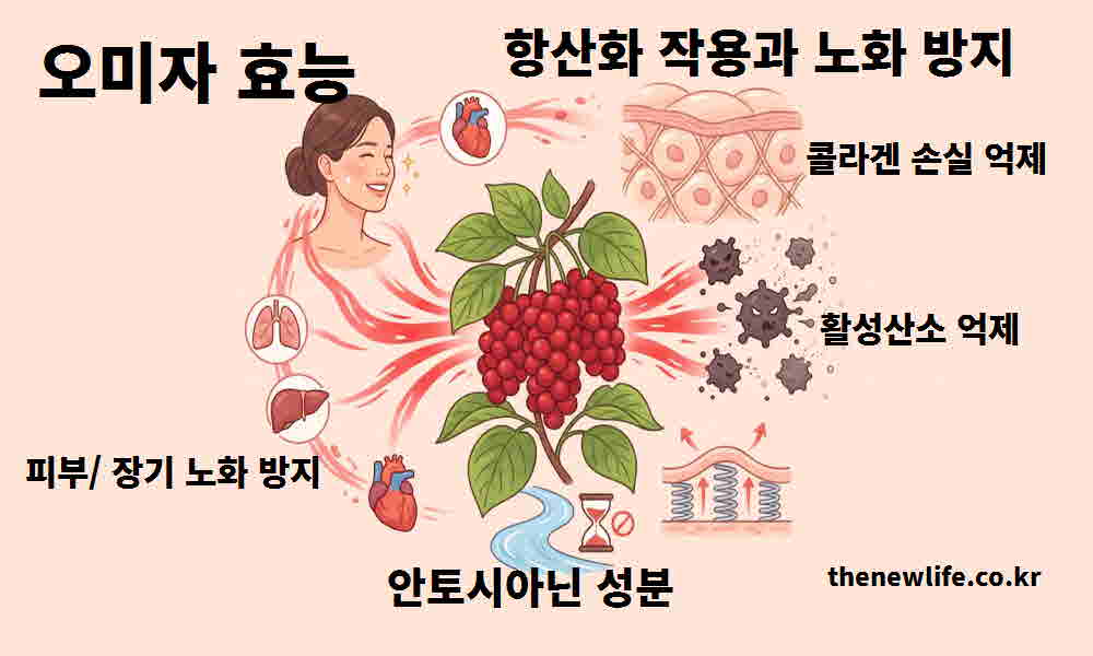 오미자 효능 항산화 작용 노화 방지