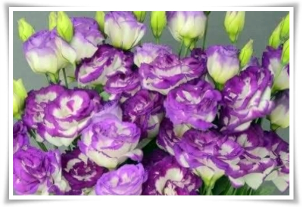 화초 &quot;리시안셔스&quot; 장미인 듯 장미 아닌 변치 않는 사랑의 꽃!