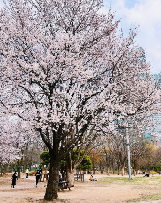여의도벚꽃축제