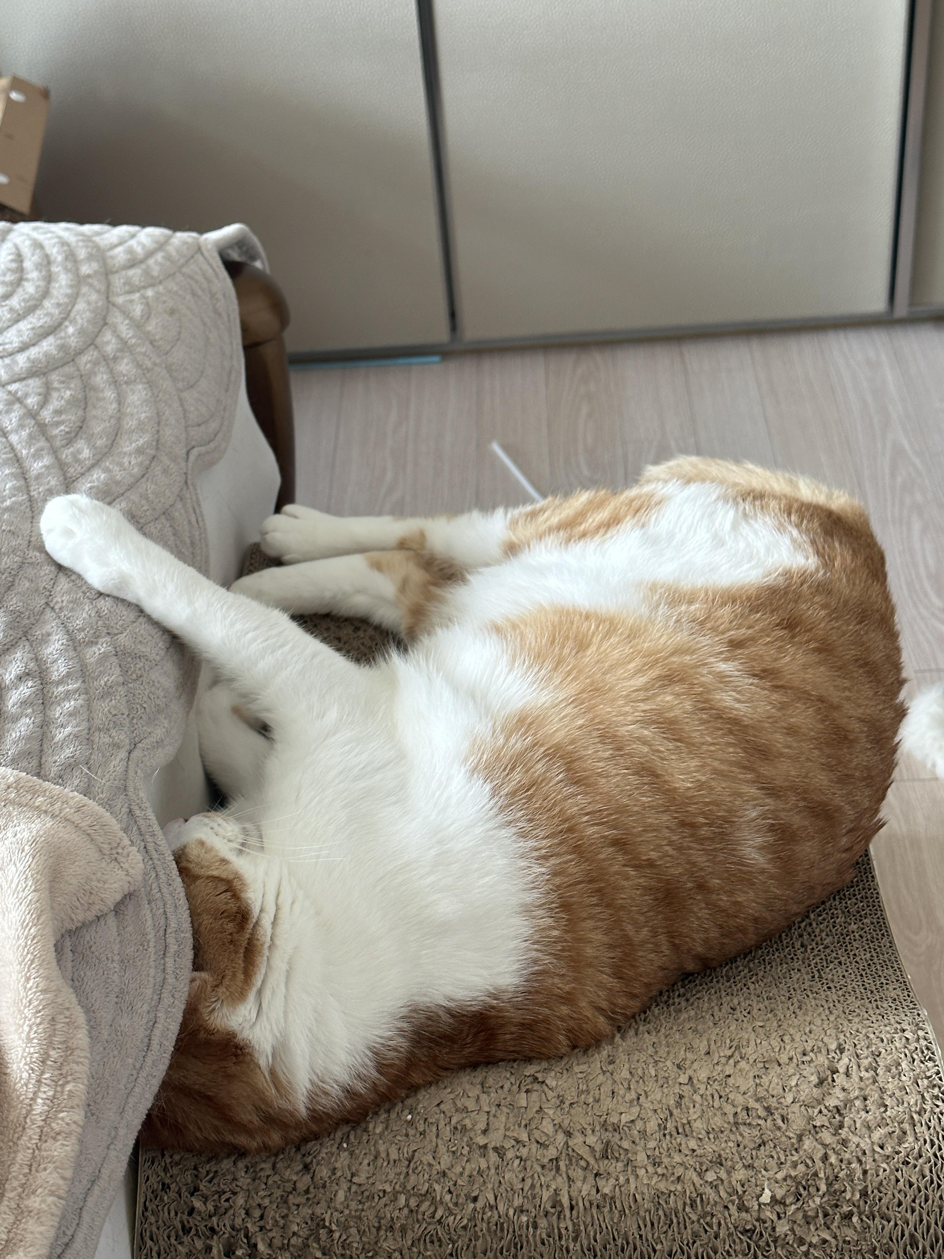 잘 때도 귀여운 막둥이 도촬하기 (feat. 6월에도 찜질하는 고양이들)