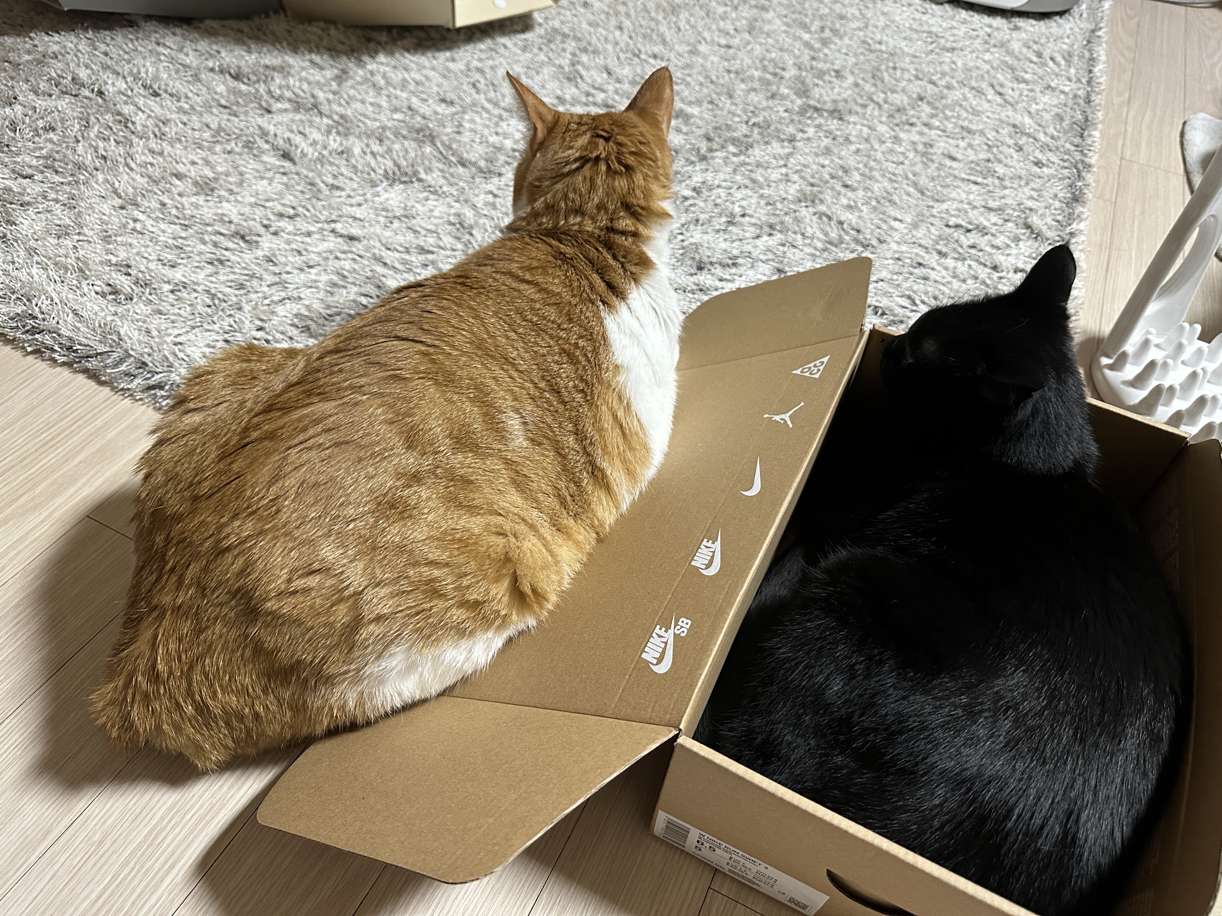 나이키-vs-아디다스!-건이의-선택을-받은-박스는?!-(feat.-막둥이,-호야,-요미)