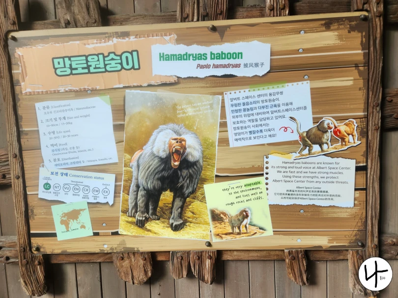 망토원숭이-키-몸무게-서식지-정보