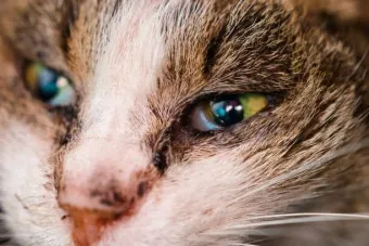 고양이 주요 눈 질환 7가지 증상 원인 치료법_17