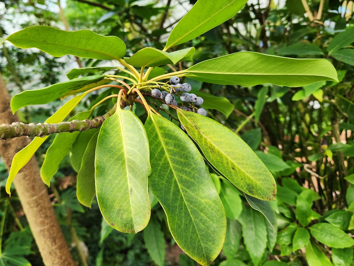 굴거리나무