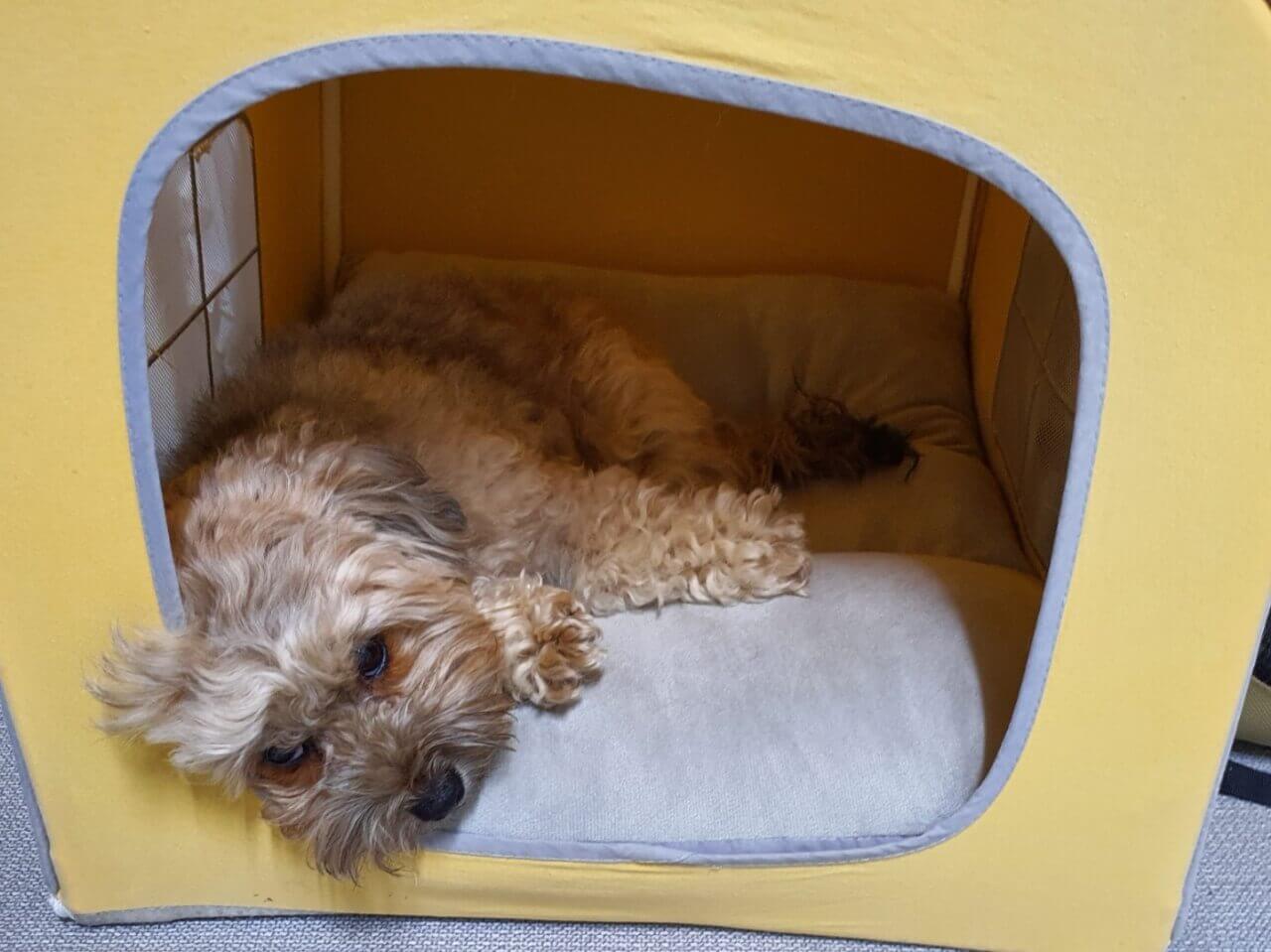 하우스에서 뻗은 강아지 토리