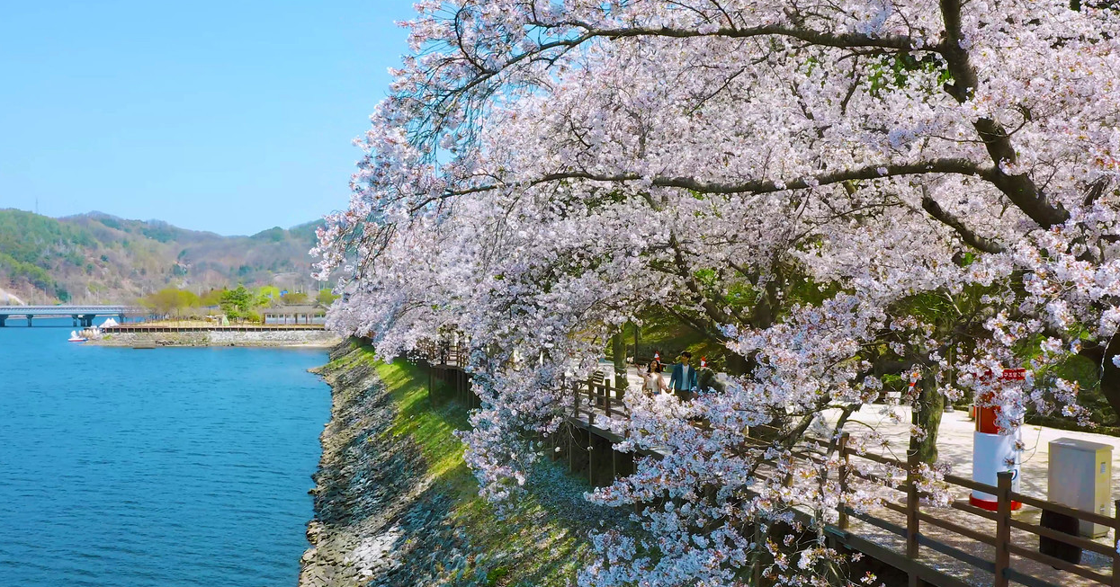 경북 벚꽃 명소