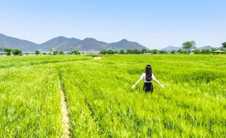 함안 강나루생태공원 작약·청보리 관련 사진