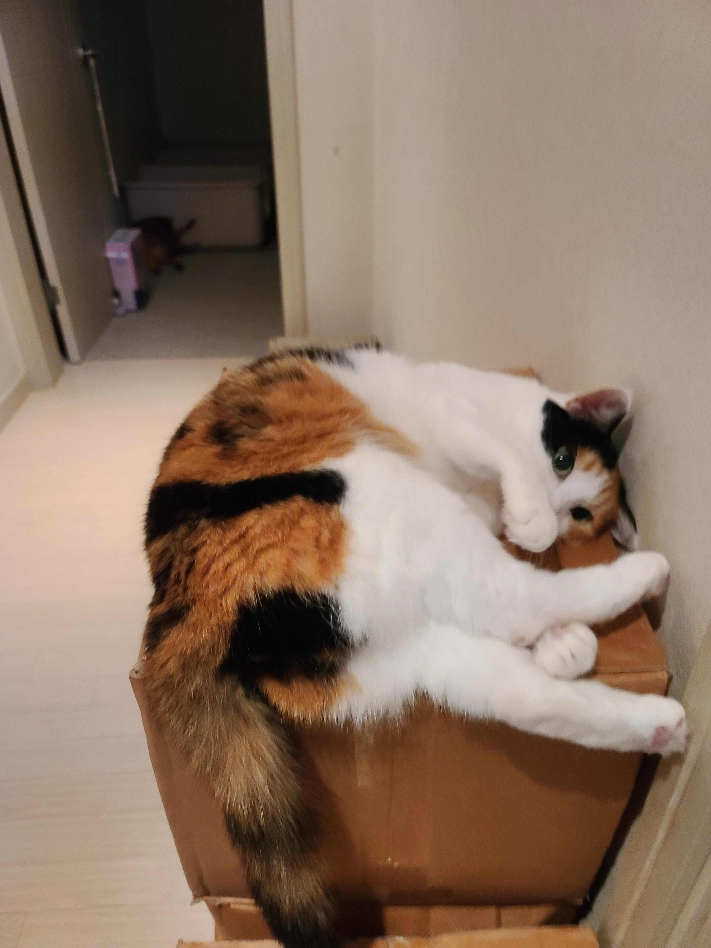 우리집 고양이 요미의 핫플레이스는 쌓아놓은 택배상자 위!