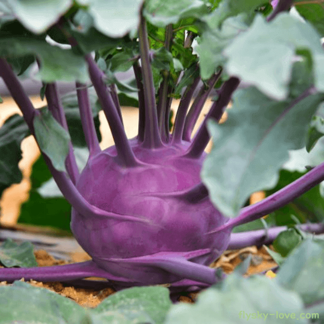 혈관에 좋은 콜라비