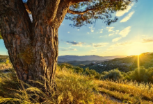 배에서 꼬르륵 소리나는 이유