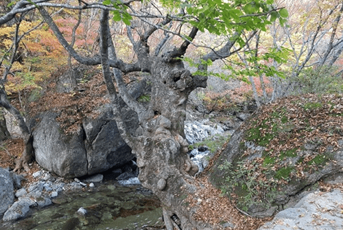 초암사10