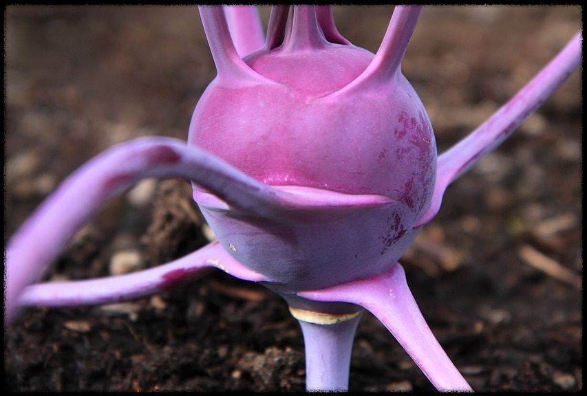 콜라비관련이미지8