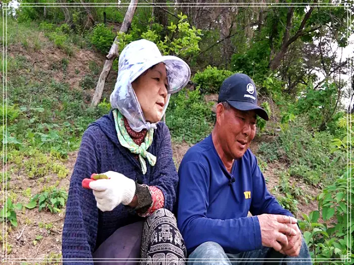 휴먼다큐 사노라면 586회 불꽃 여인과 울보 남편의 갯마을 차차차, 울진 자연산 돌미역 소개 및 연락처 방송 정보 다시보기