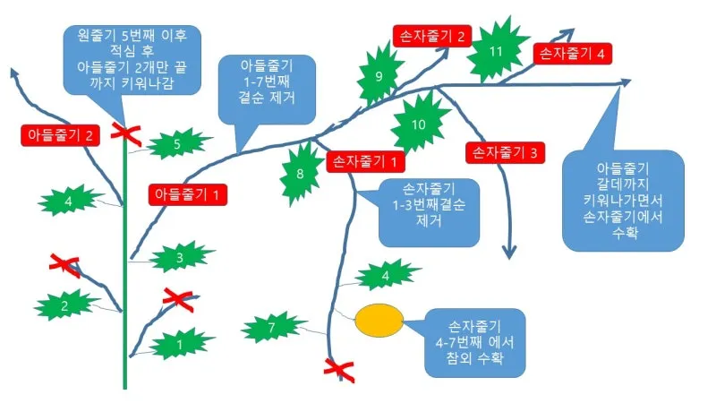 참외 순치기 순지르기 방법과 그림으로 쉽게 정리_2