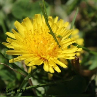 민들레즙 부작용