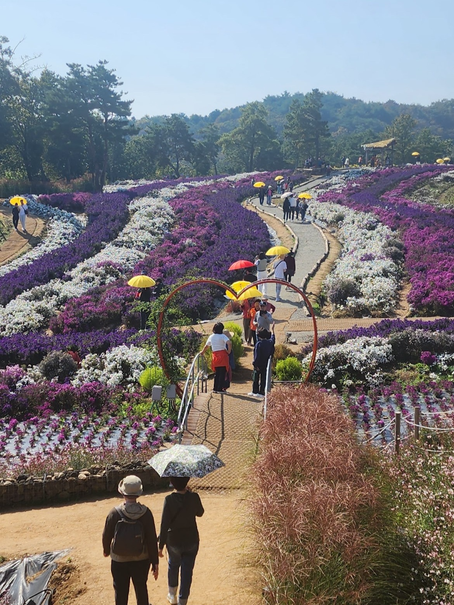 철원 고석정 가을 꽃밭이 특별한 이유