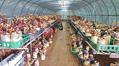 오늘N 2540회 가족이 뭐길래 드림버섯농장 표고버섯&amp;#44; 노루궁뎅이버섯&amp;#44; 녹각영지버섯까지 건강한 먹거리 주문방법