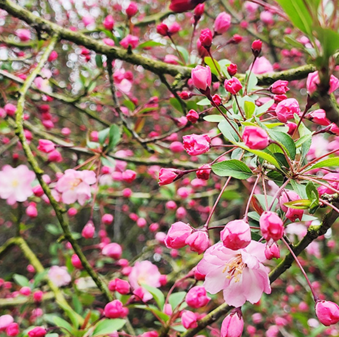서부해당화축제