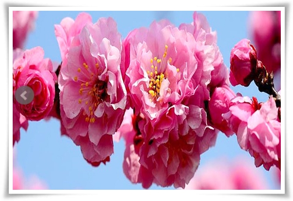 "매화" 겨울을 깨우는 은은한 향기의 비밀을 간직한 백매화 홍매화 청매화!