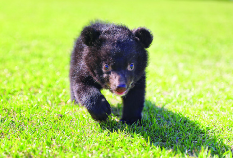세종 베어트리파크 수목원