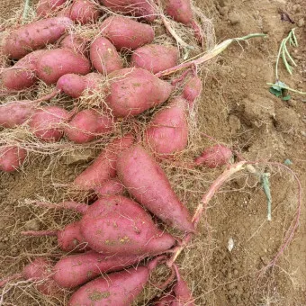 고구마 삶는법 맛있게 황금레시피 효능 칼로리_23