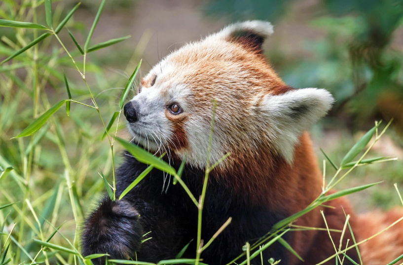 레드팬더 초등과학