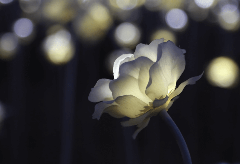 2025 함평 겨울빛축제