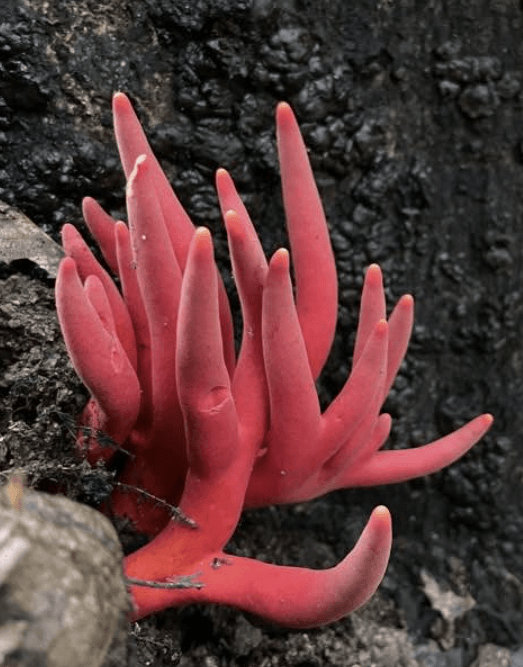 붉은사슴뿔버섯