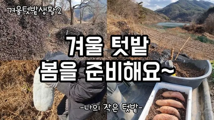 봄 텃밭 준비 토양 갈기 석회 퇴비 잡초 씨 제거_1