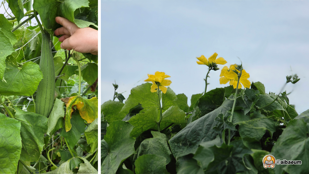 수세미와_꽃이_열려있다.