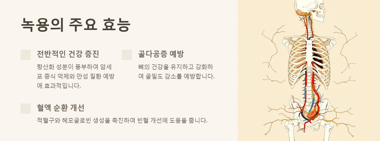 녹용 효능 부작용