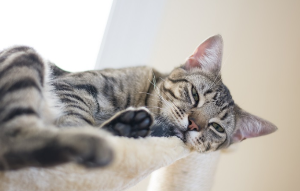 이쪽을 보면서 자고 있는 고양이