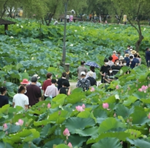 부여 연꽃축제 전경1